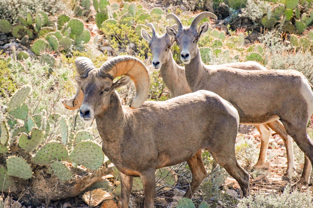 A bighorn ram, ewe and yearling