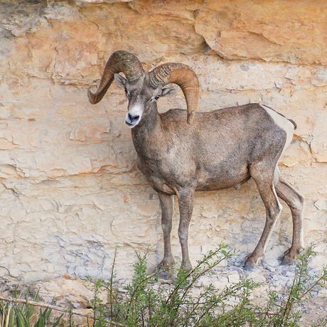 A desert bighorn sheep stands on a rock wall at Big Bend Ranch state park