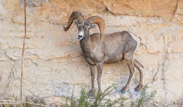 A desert bighorn sheep stands on a rock wall at Big Bend Ranch state park