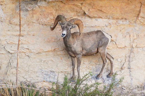 A desert bighorn sheep stands on a rock wall at Big Bend Ranch state park