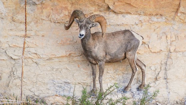 A desert bighorn sheep stands on a rock wall at Big Bend Ranch state park