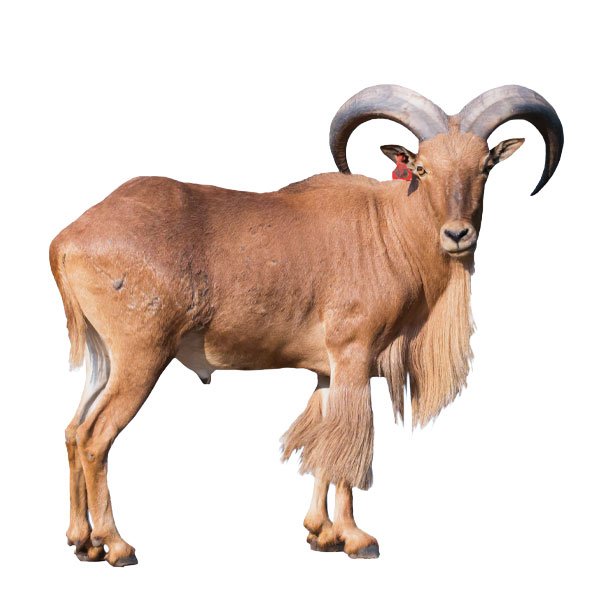 Aoudad