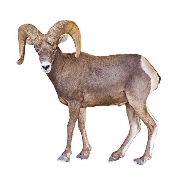 Bighorn sheep
