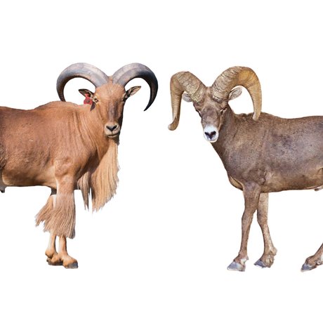 Bighorn sheep or Aoudad each standing facing each other