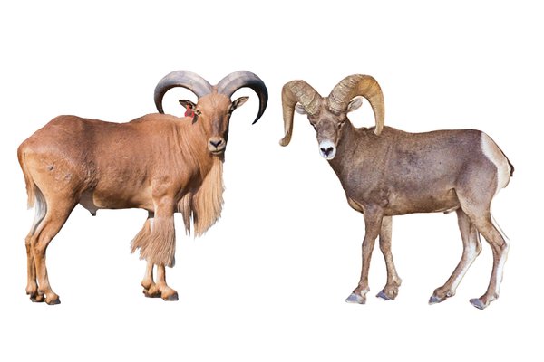 Bighorn sheep or Aoudad each standing facing each other