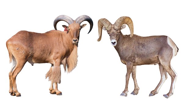 Bighorn sheep or Aoudad each standing facing each other