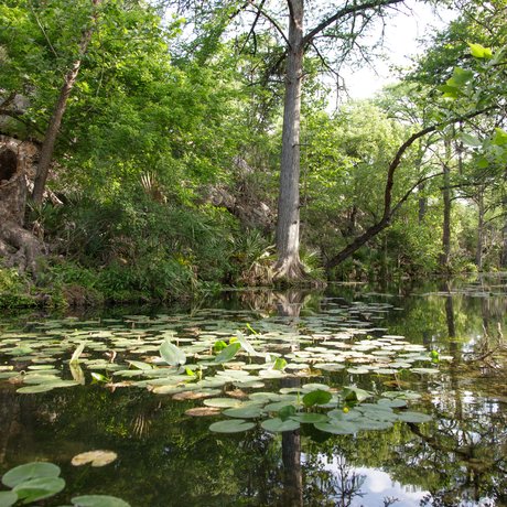 Honey Creek flows along wooded banks