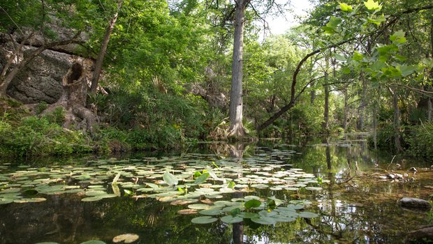 Honey Creek flows along wooded banks