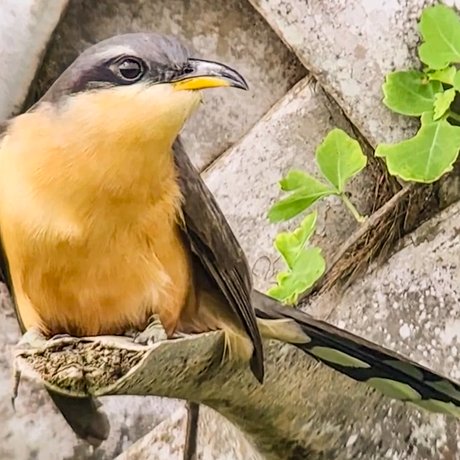 A mangrove cuckoo perches on a tree