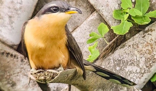 A mangrove cuckoo perches on a tree