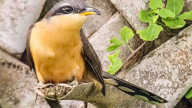 A mangrove cuckoo perches on a tree