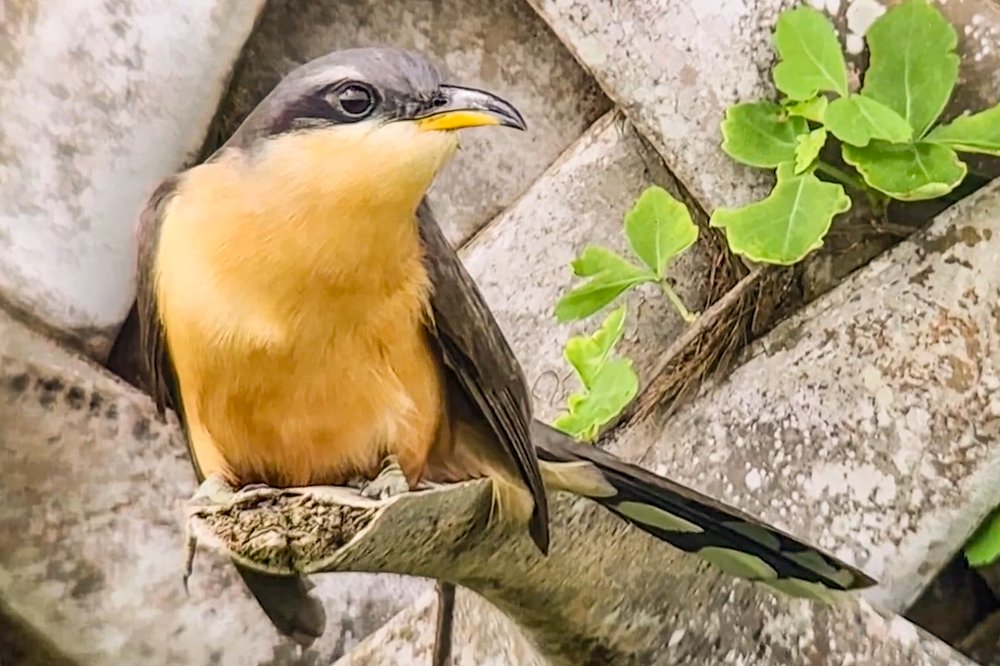 A mangrove cuckoo perches on a tree