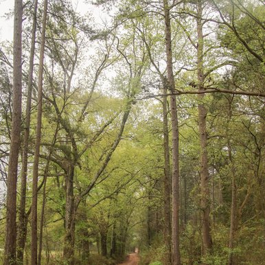 Old stagecoach road in Marshall, TX