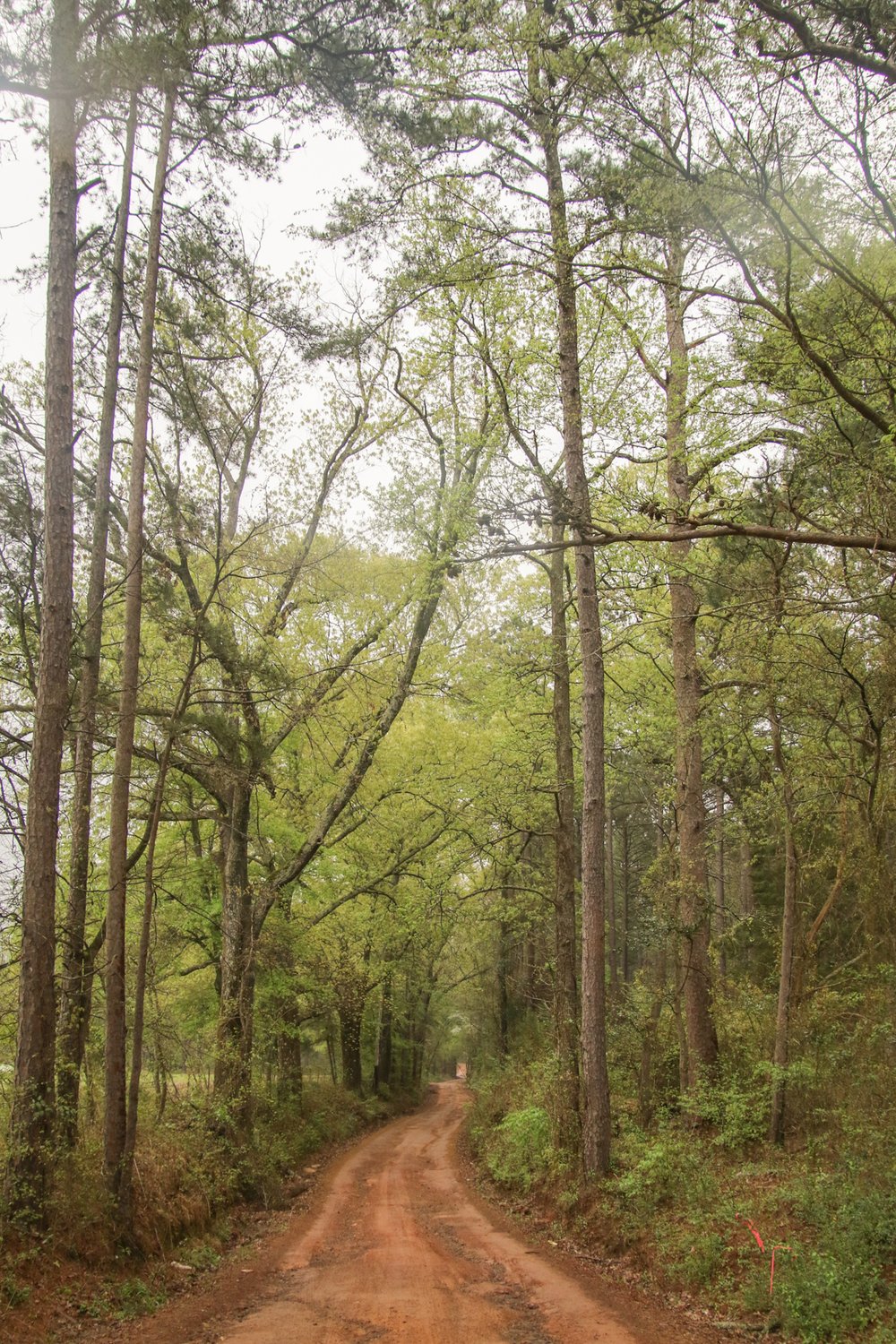 Old stagecoach road in Marshall, TX