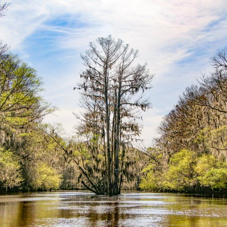 A cypress tree rises out of Caddo Lake