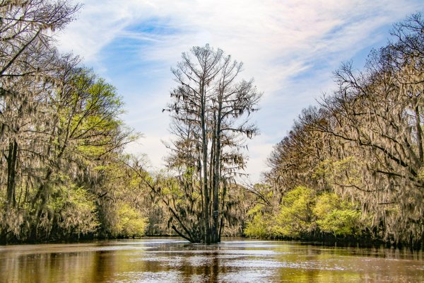 A cypress tree rises out of Caddo Lake