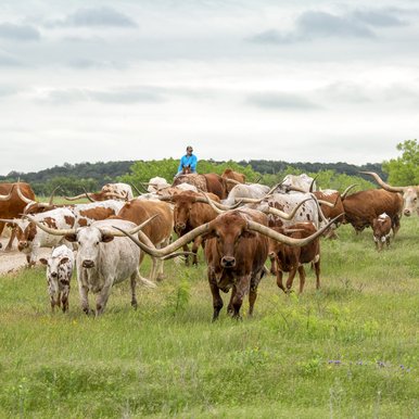 Ranchers drive a herd of Longhorn cattle across the fields of the MT7 ranch