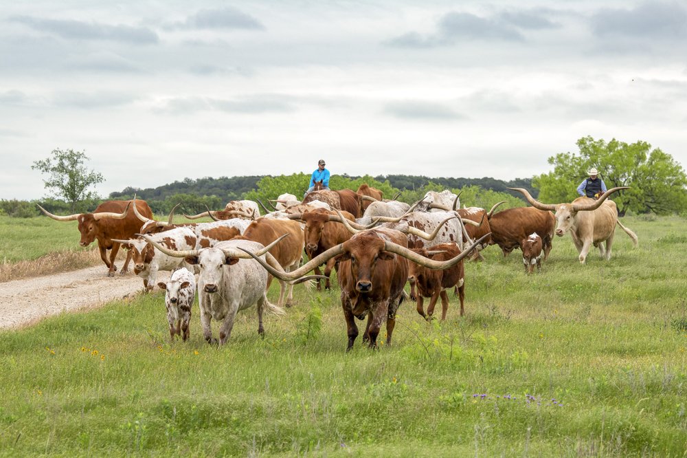 Ranchers drive a herd of Longhorn cattle across the fields of the MT7 ranch