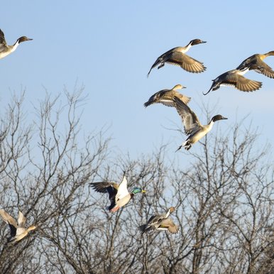 A flock of birds flies in front of bare trees against a blue sky