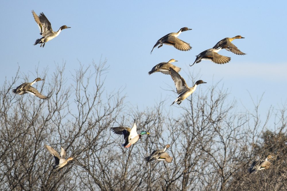 A flock of birds flies in front of bare trees against a blue sky