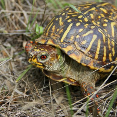 a tortoise crawls along the ground at the MT7 ranch