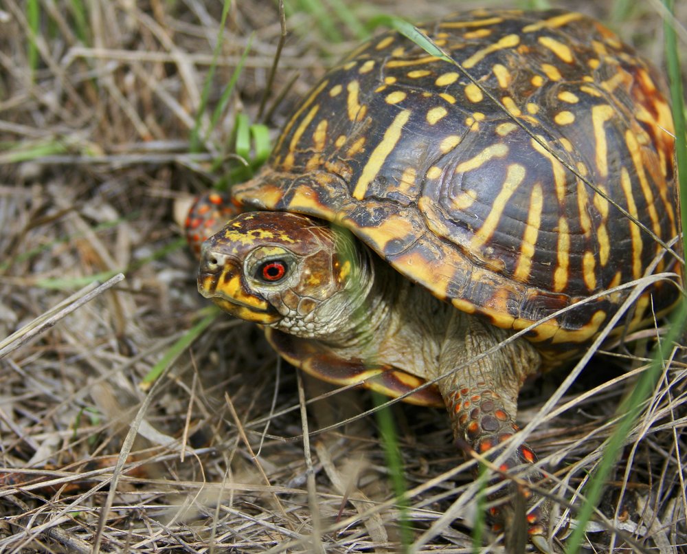 a tortoise crawls along the ground at the MT7 ranch