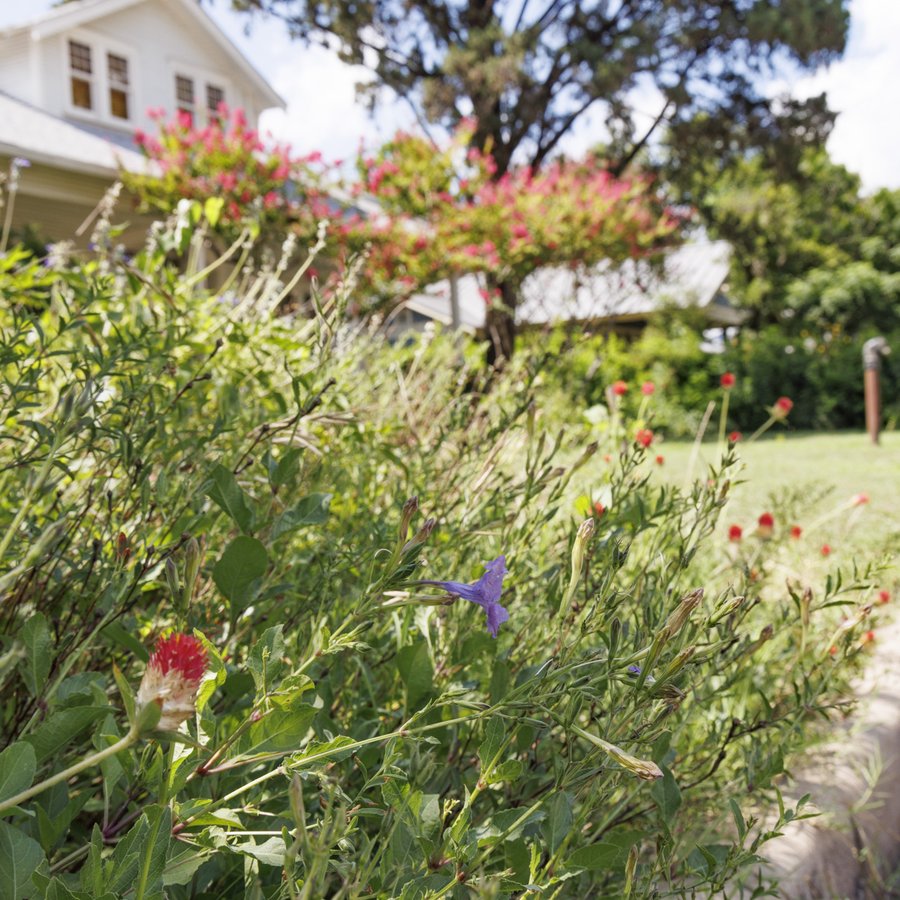 A pollinator garden growing curbside in the front yard of a suburban home