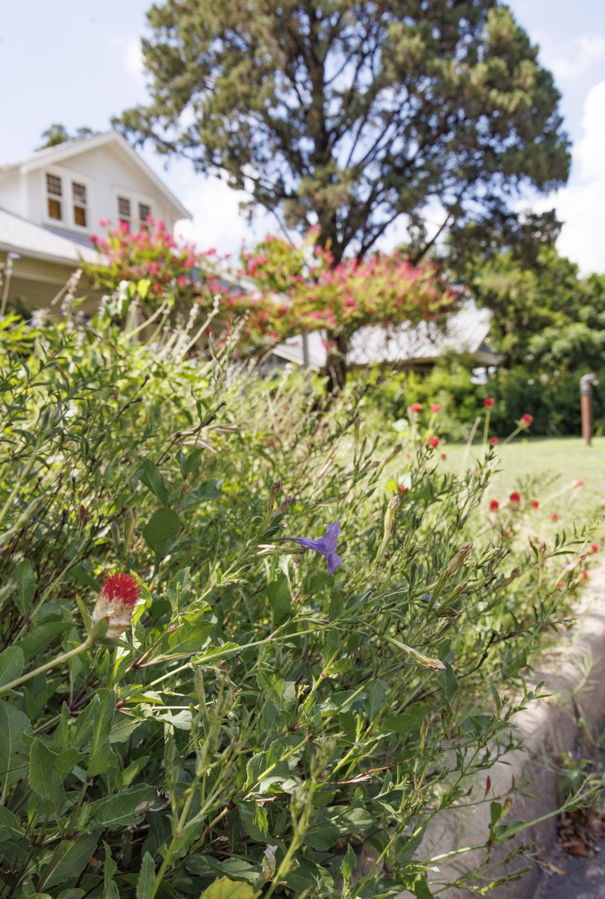 A pollinator garden growing curbside in the front yard of a suburban home