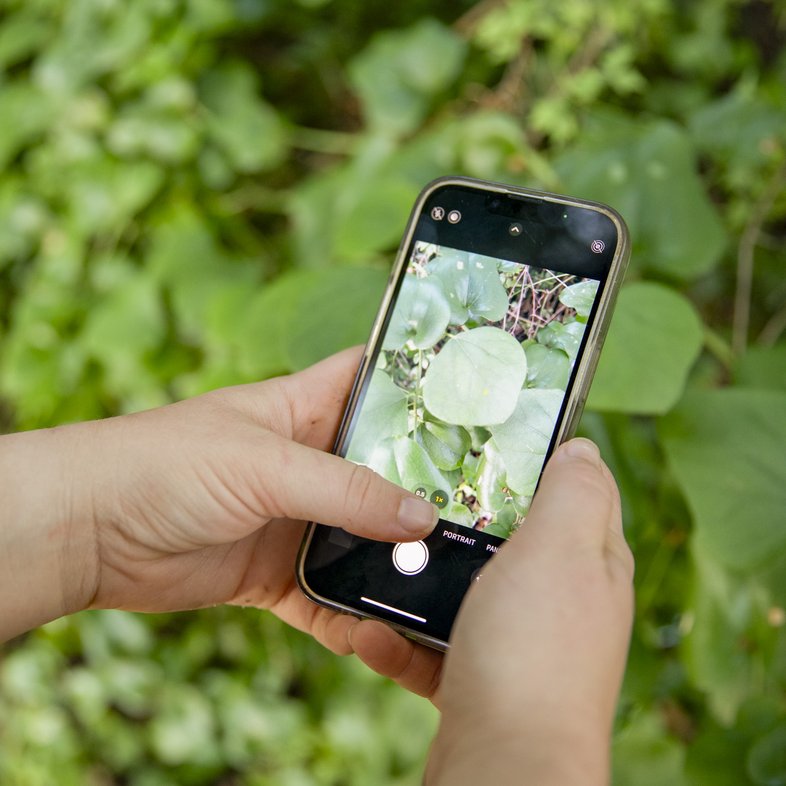 hands holding a smartphone snap a photo of a plant