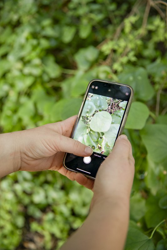 hands holding a smartphone snap a photo of a plant