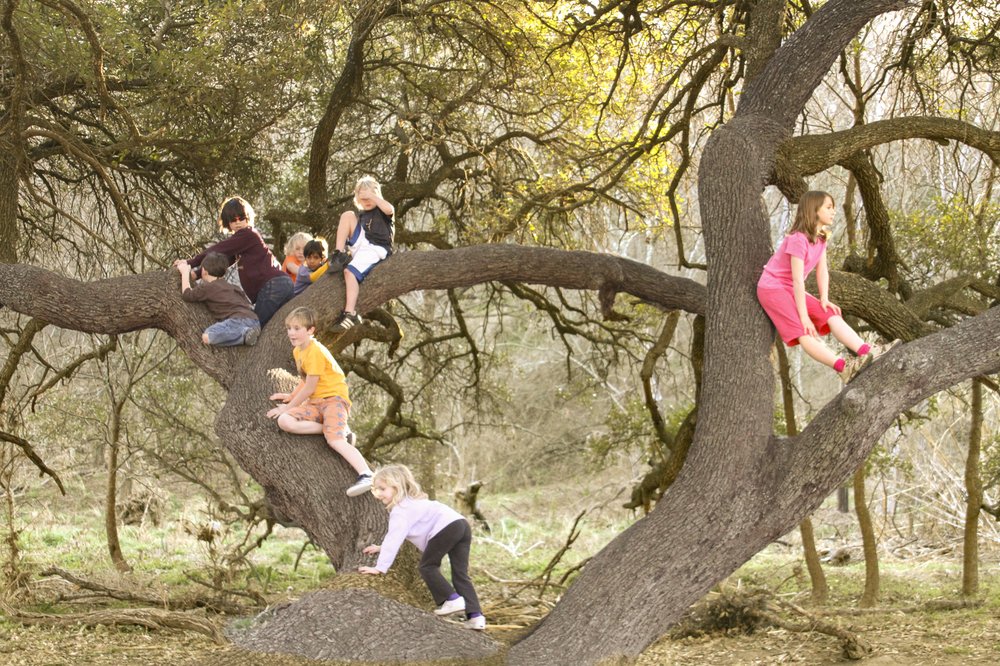 a group of kids climbing low tree branches