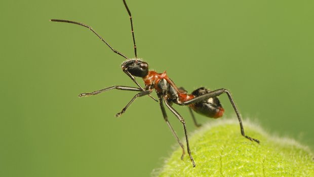 a Texas bow-legged bug stands on a leaf against a green background