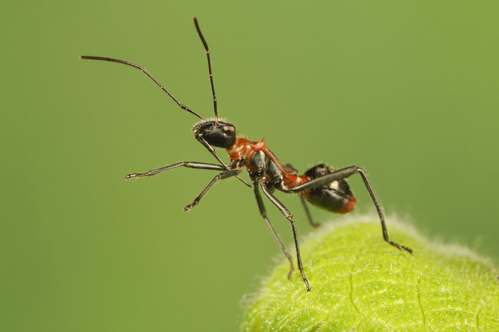 a Texas bow-legged bug stands on a leaf against a green background