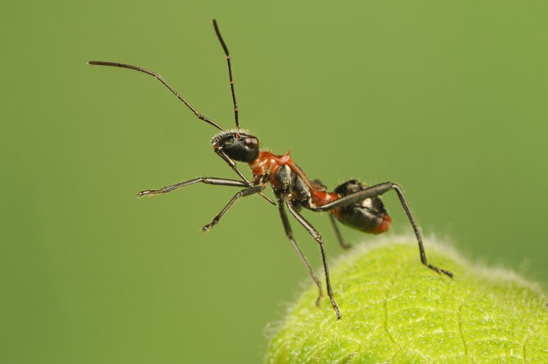 a Texas bow-legged bug stands on a leaf against a green background