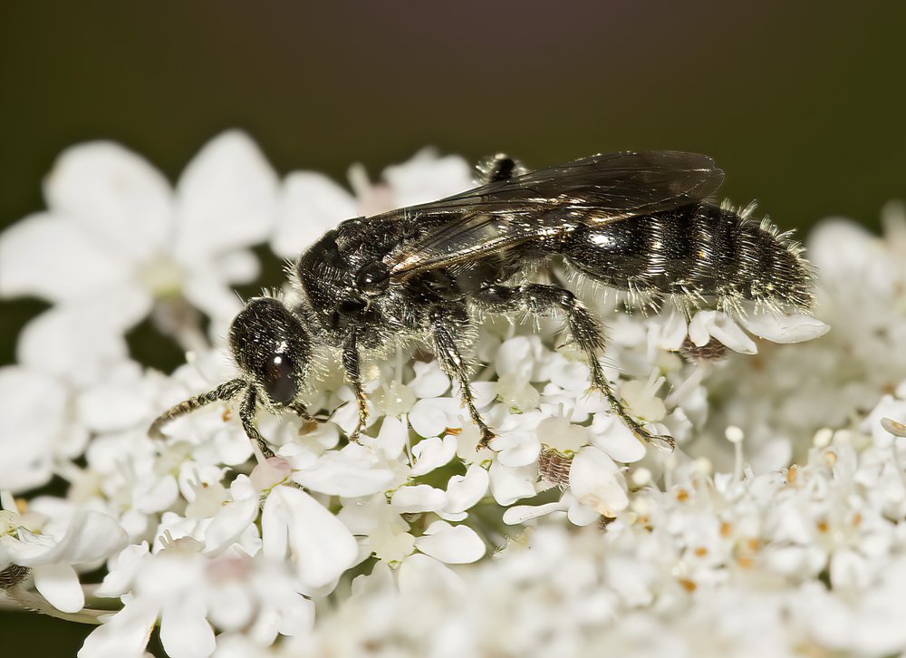 A tiphiid wasp walks over a white flower