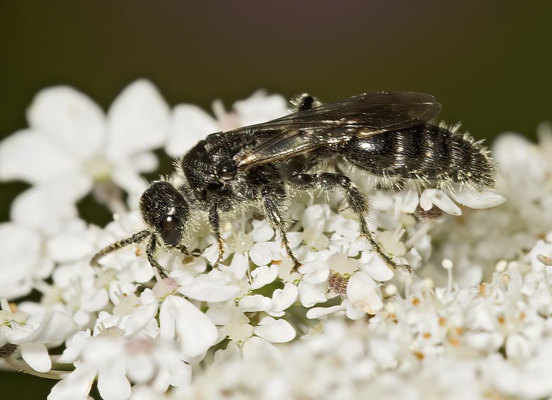 A tiphiid wasp walks over a white flower
