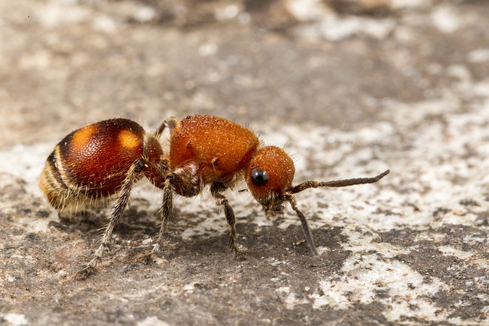 A velvet ant walks along the ground. The species is actually a wingless form of wasp