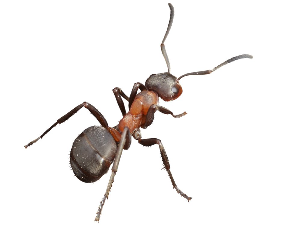 Ant on a white background