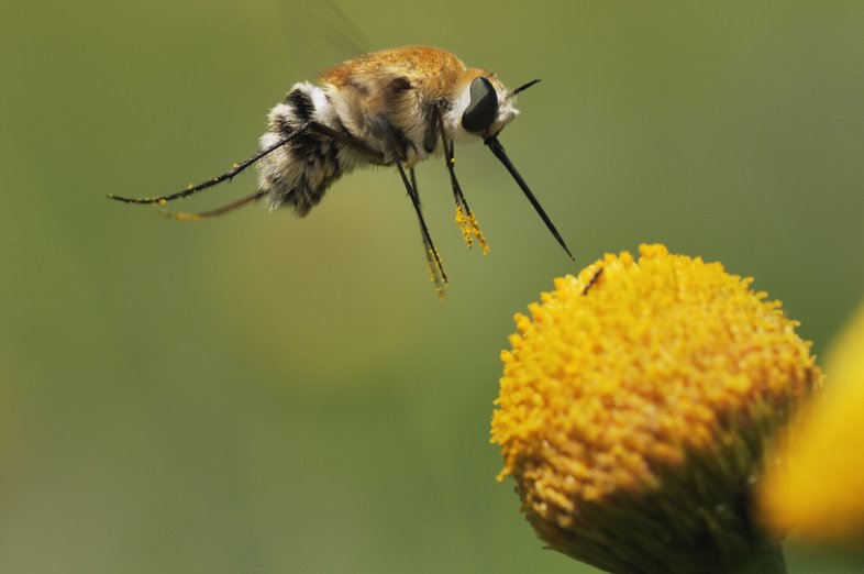 A bee fly hovers over a flower
