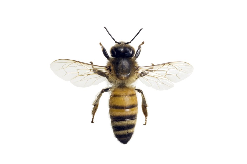 A bee on a white background