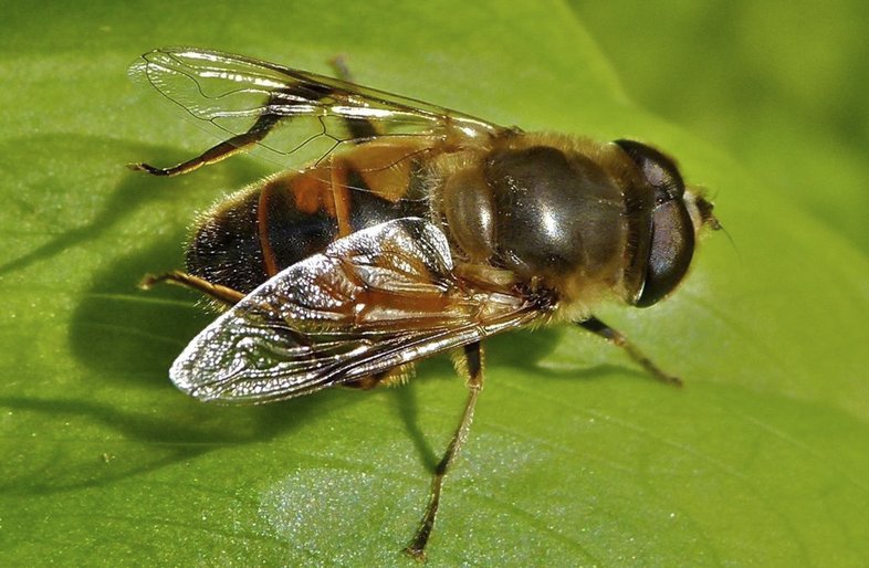 A common drone fly walks on a leaf