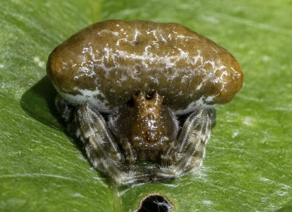 Southern Bolas spider rests on a leaf