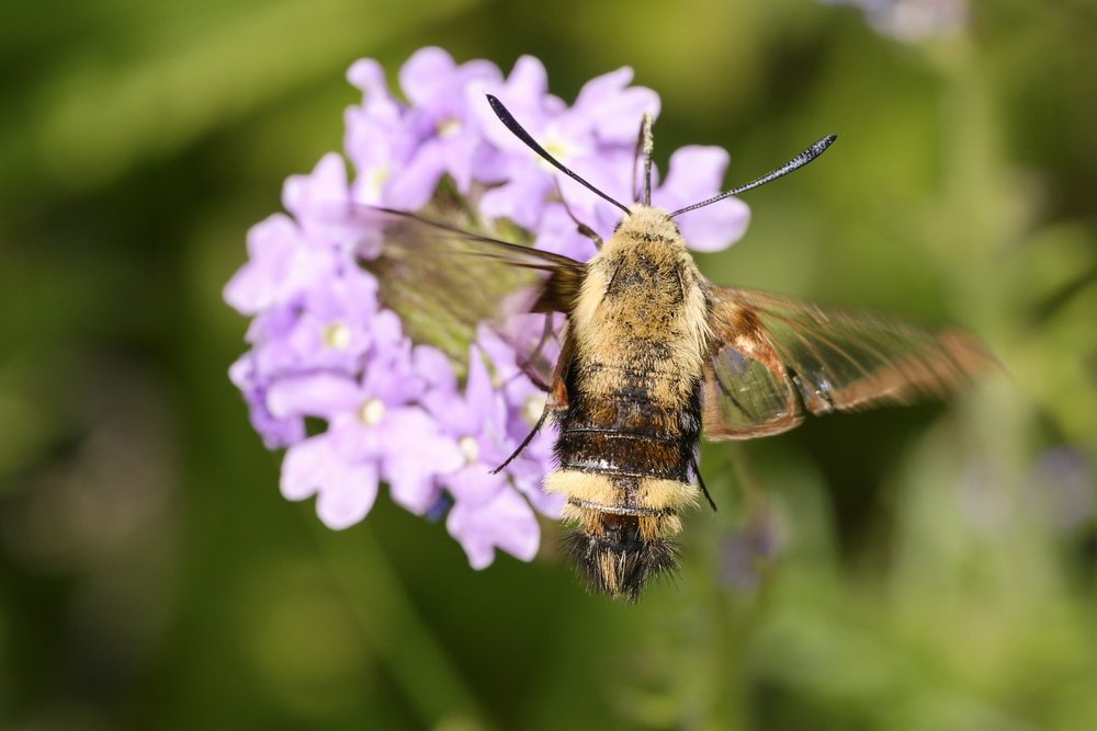 A snowberry clearwing moth hovers over a purple bunch of flowers
