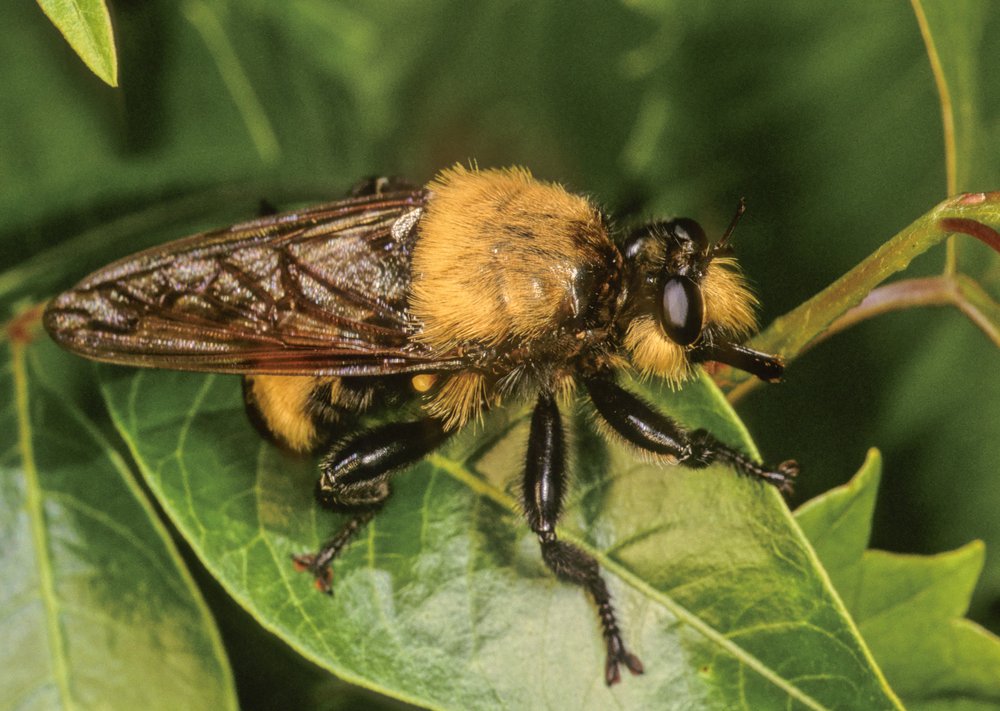 A robber fly rests on a leaf
