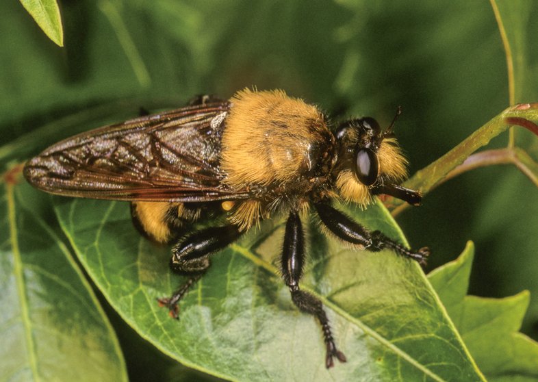 A robber fly rests on a leaf
