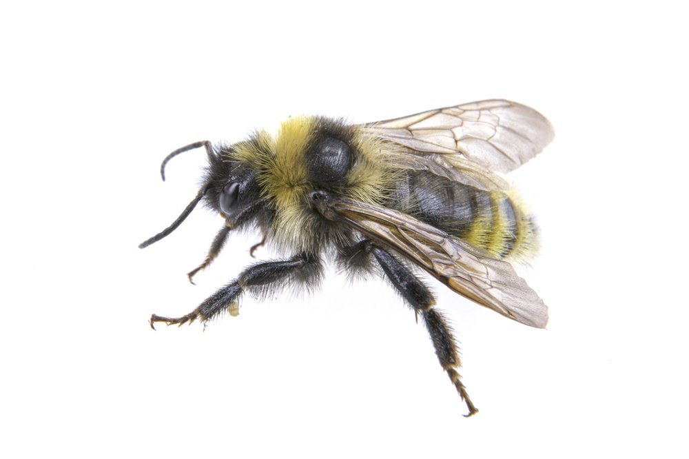 a bumble bee against a white background