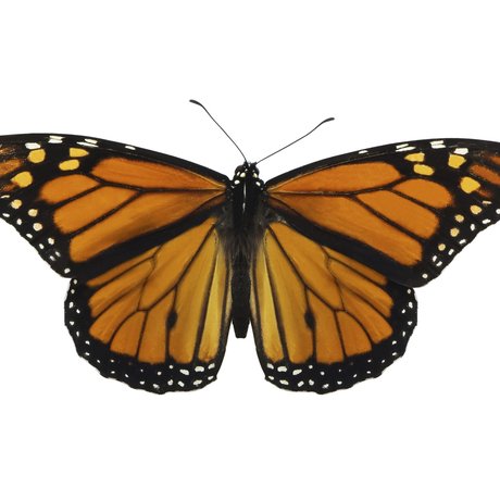 a monarch butterfly on a white background