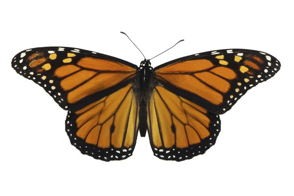 a monarch butterfly on a white background