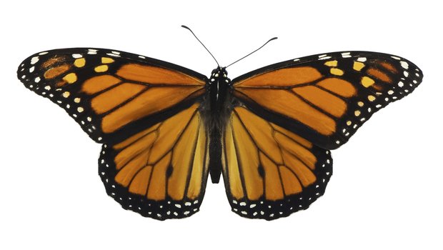 a monarch butterfly on a white background