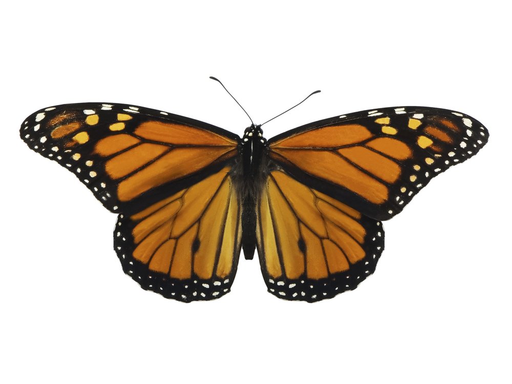 a monarch butterfly on a white background